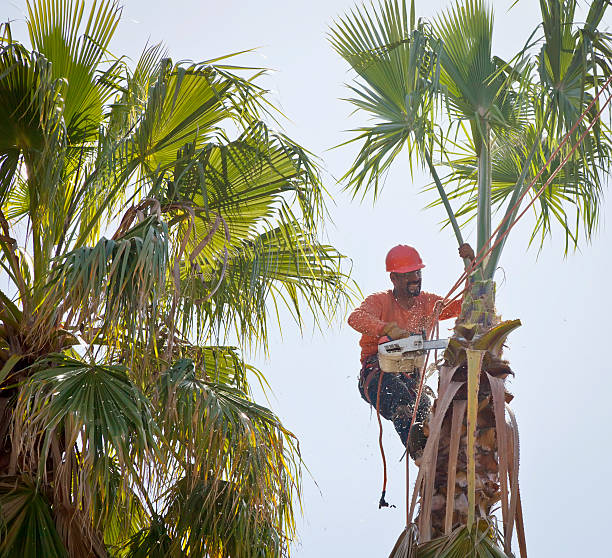 Best Tree Root Removal  in USA